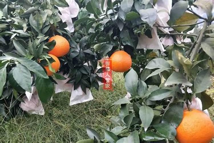 辣椒开花期一亩地滴两公斤左右高钾肥合适吗