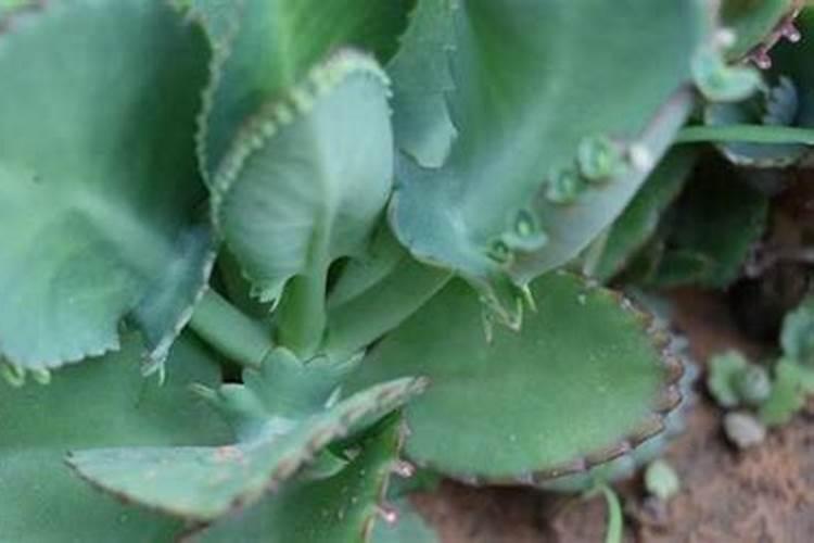 云南佰施乐化肥有限公司的182510的锌腐酸二铵做小麦底肥可以吗百 ...