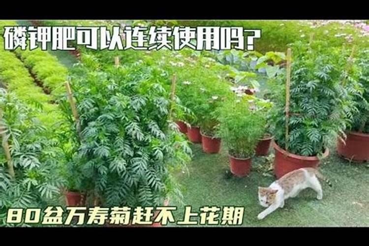 叶面肥可以灌根吗 叶面肥多长时间能吸收