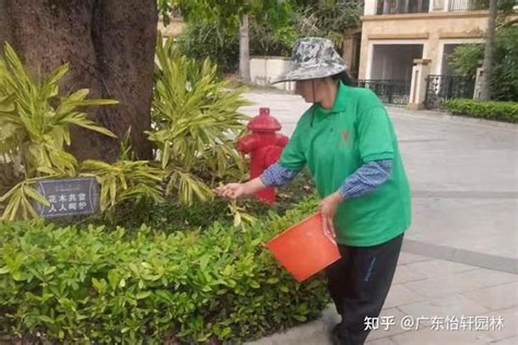 水溶肥和冲施肥有什么区别？