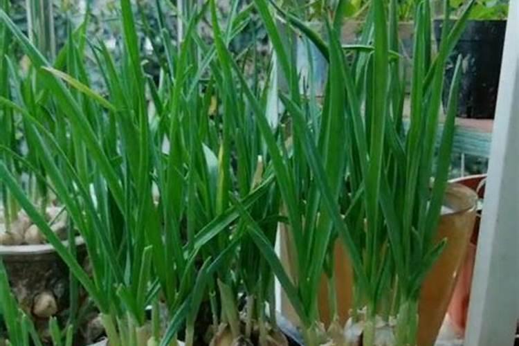 大棚西瓜种植用那款中微量元素水溶肥好