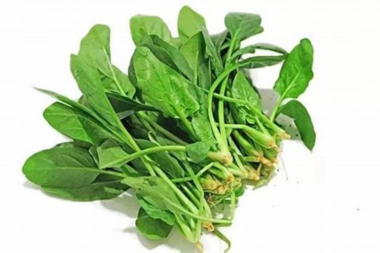 越冬菠菜什么时候种植？