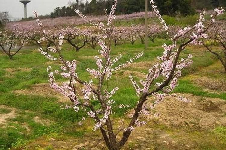 桃树什么时候施肥最好桃树施肥的最佳时间