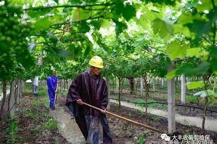 套袋的桃子怎么打增甜剂