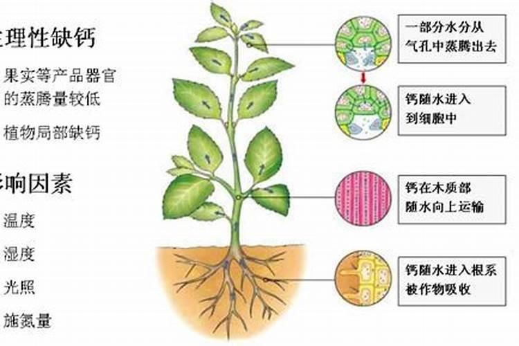 什么东西含钾可以做肥料;高钾肥料有哪些