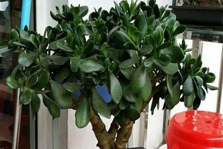 旱烟叶怎样快速搅碎好？