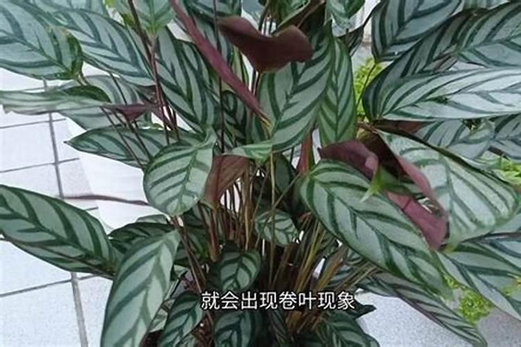 火龙果施什么肥长得快