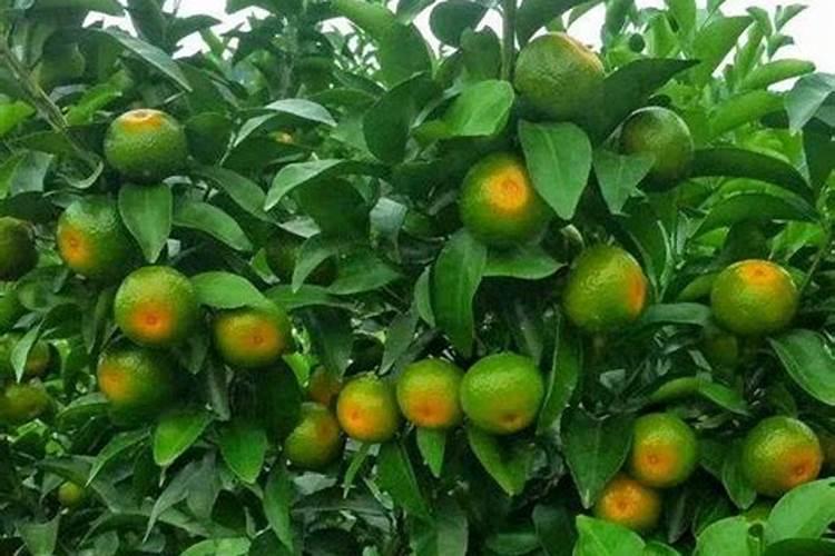 番茄能不能冲施黄腐酸钾肥料？