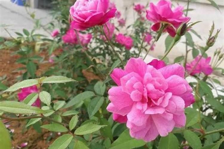 西红柿使用什么肥料最好？