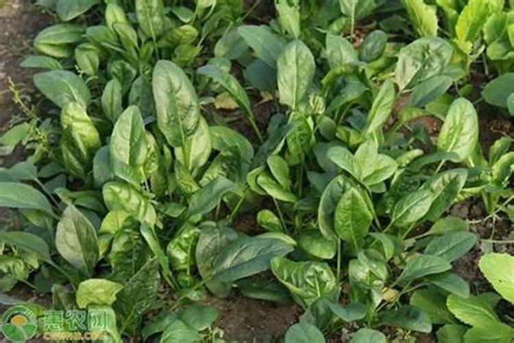 种菠菜用什么肥料？