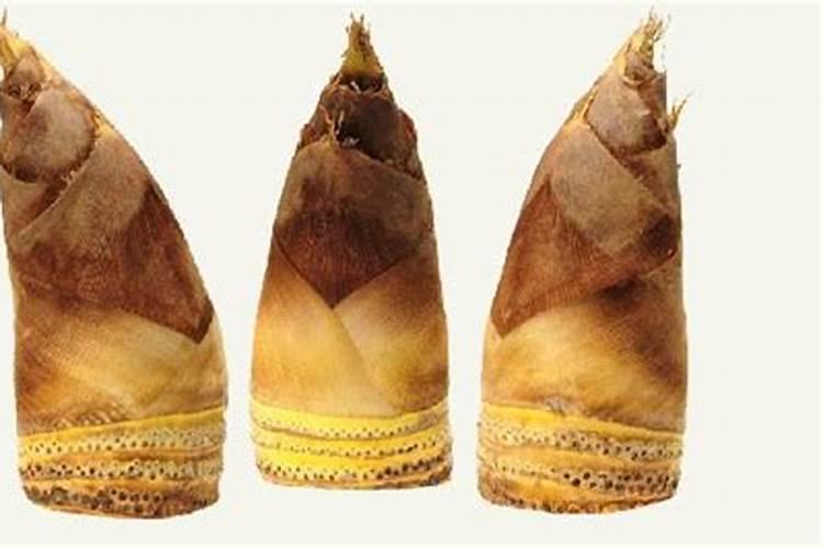 栀子花的叶子出现干枯黄叶的情况,并且不长花苞,这是什么原因？