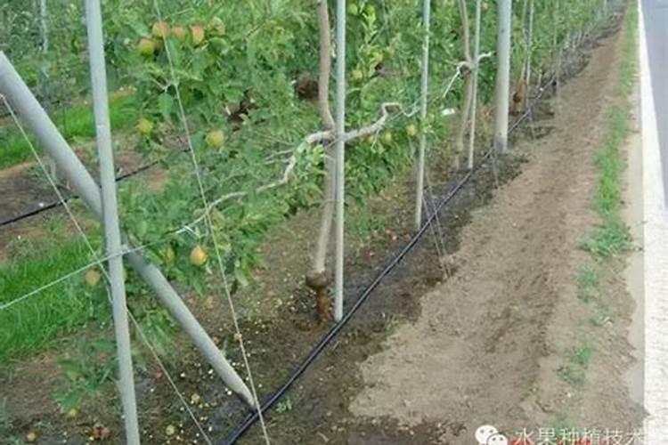 秋季果树施什么肥好