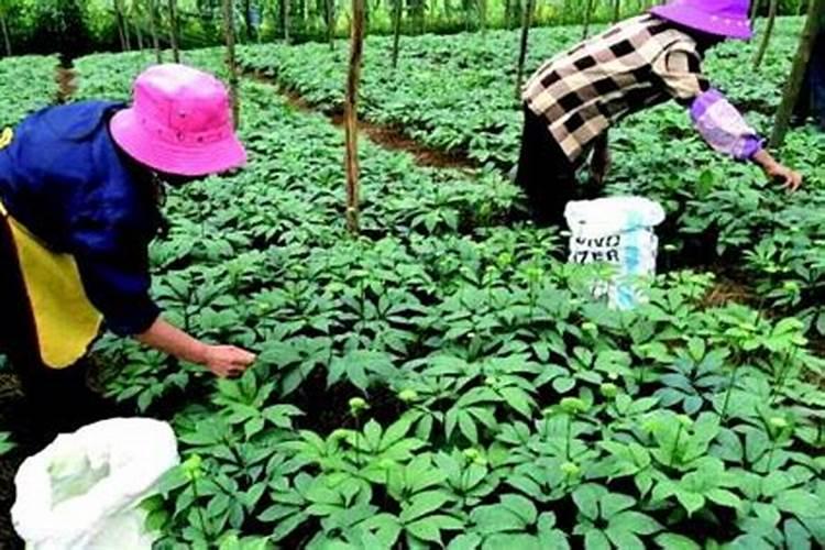 种植三七需要哪些气候和土壤条件？