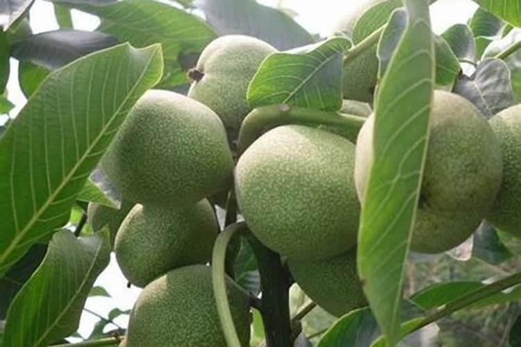 核桃树叶子干枯应补充什么肥料