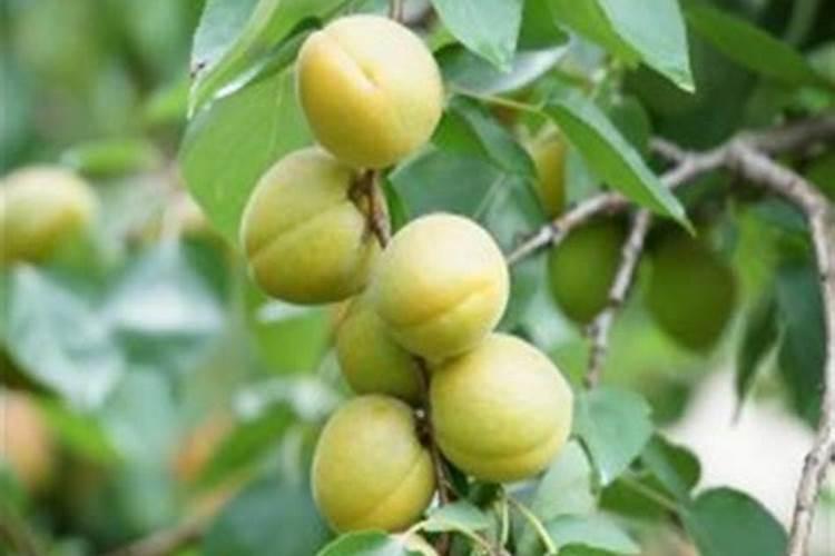 小麦一亩用多少复合肥