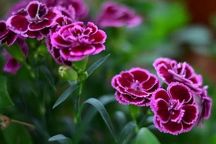 大蒜用什么肥料追肥好