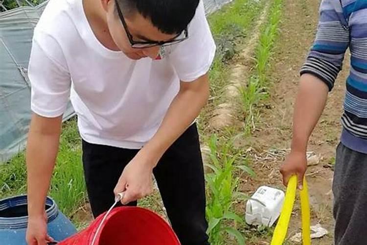 新疆棉花底肥施用用量