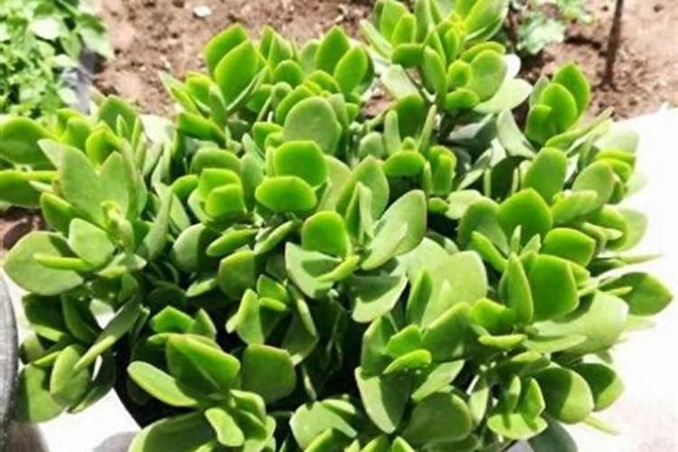 养猫能养什么植物