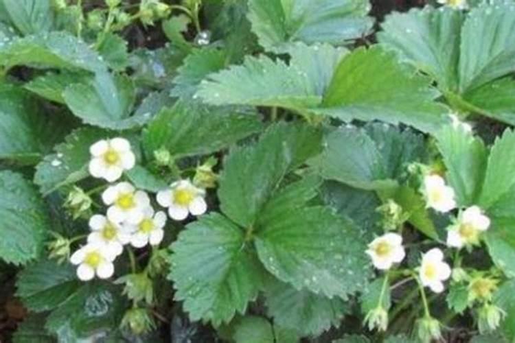 草莓各个时期的施肥方案,什么时候冲高磷肥