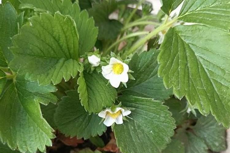 草莓开花后怎么施肥