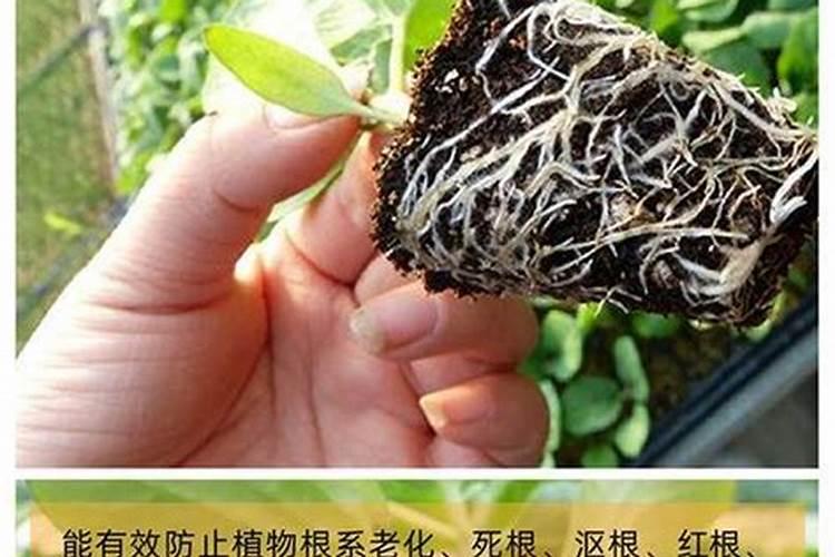 怎样用化学方法检验磷肥与钾肥