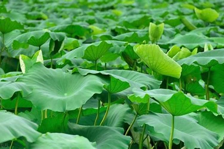 微喷灌节水灌溉系统的技术要点