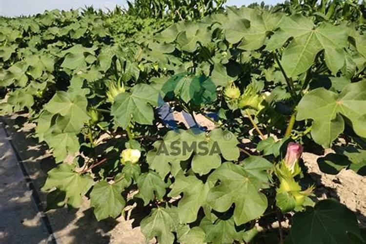 什么叶面肥最好？