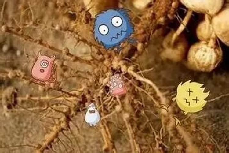 腐植酸配甲壳素水溶肥怎么样