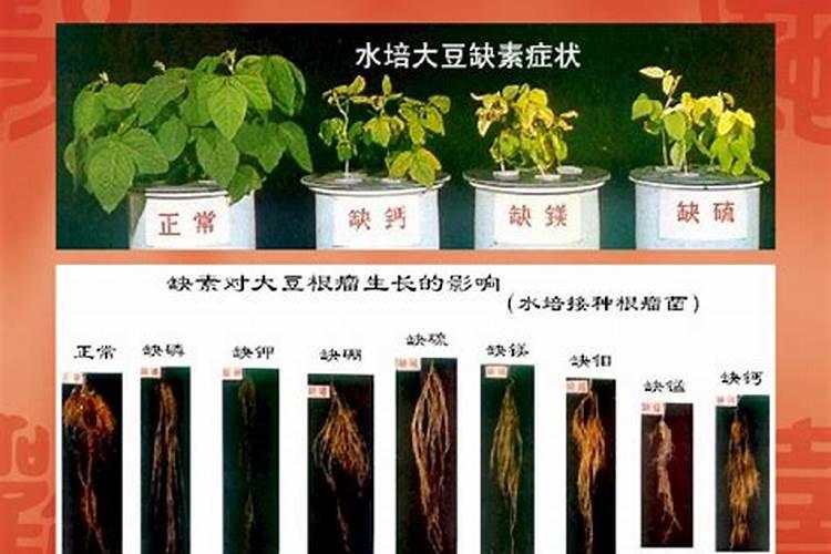 水稻喷施硼肥有什么作用