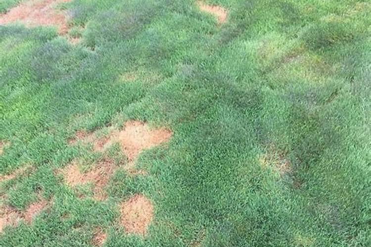 黄腐酸钾适用作物