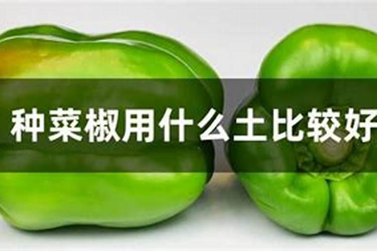 多肉缓释肥和控释肥有什么区别？