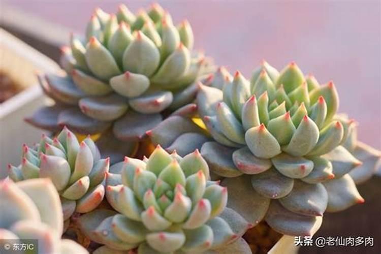 怎样养多肉植物怎么浇水施肥