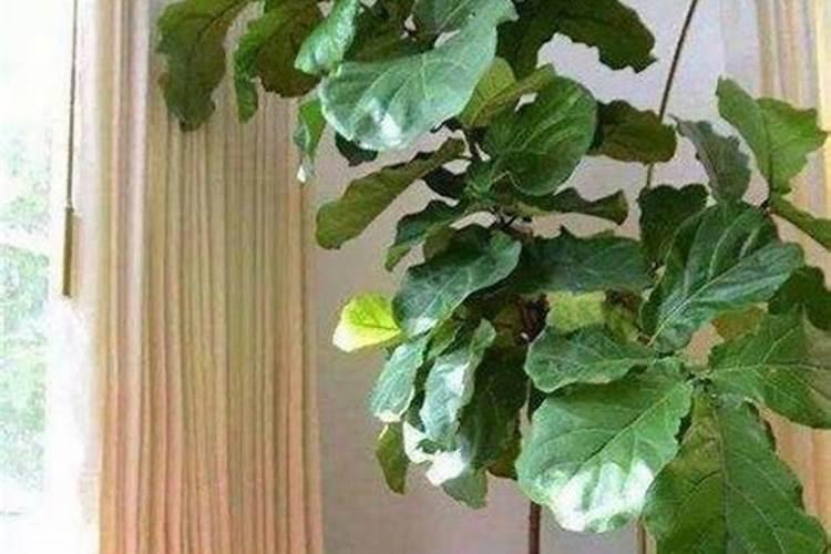 琴叶榕施什么肥最好