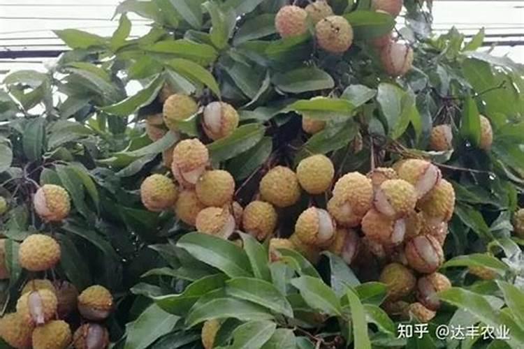 马蹄叶淡黄施什么肥
