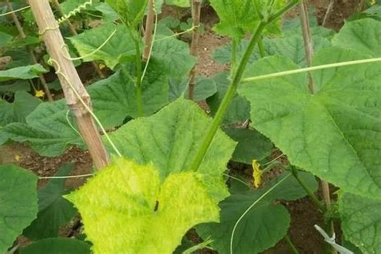 土豆施肥时间和方法 施肥要点有哪些