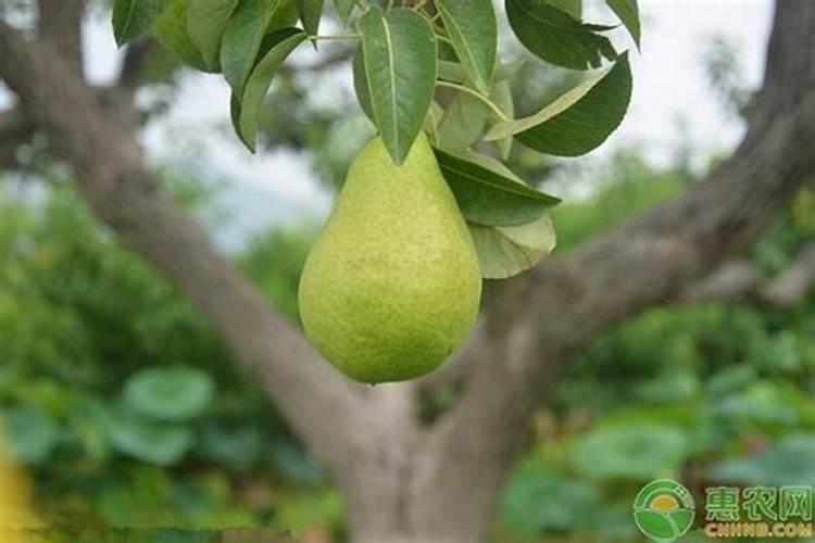 弱弱的问下梨树什么时候施肥