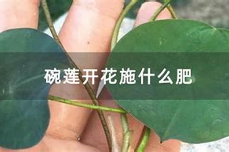 茶花施什么肥最好