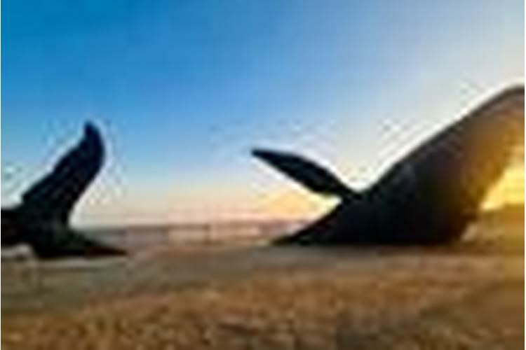 瓜果蔬菜叶面肥的正确使用方法