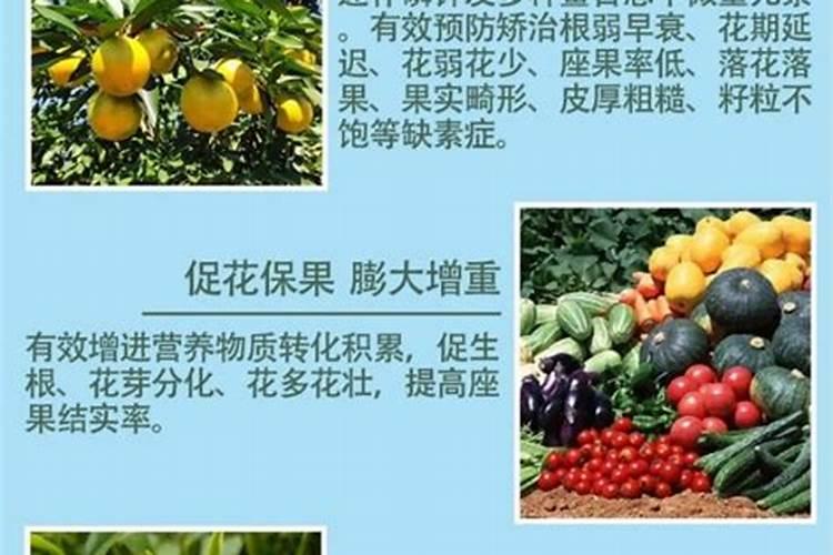 沙姜多久施一次肥