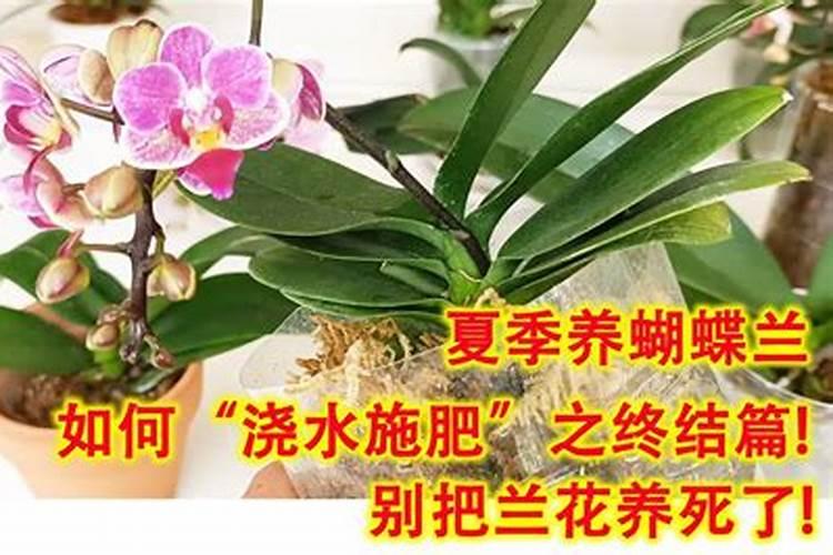 如何给蝴蝶兰施肥与浇水？