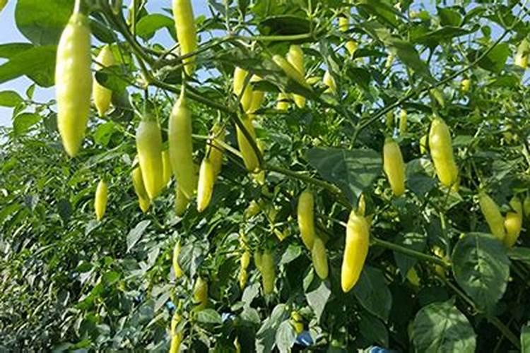 苹果树打药页面肥先放还是后放