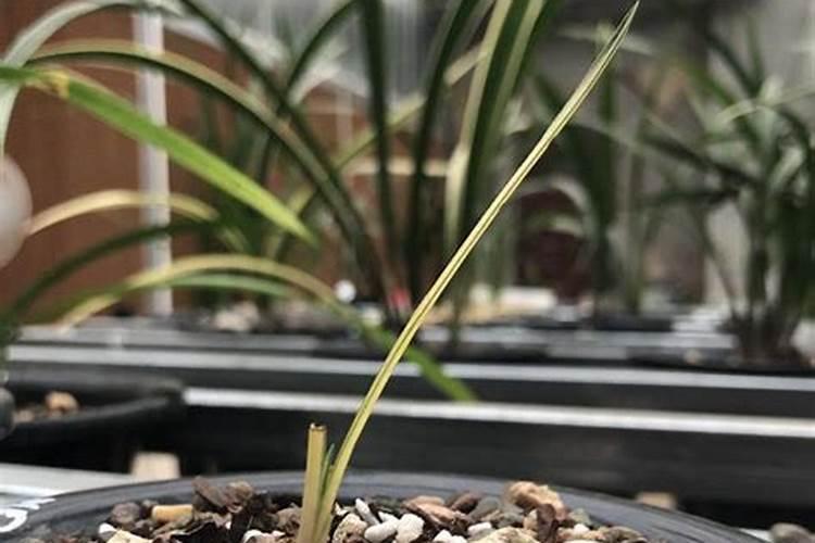 意美叶面水溶肥怎么用