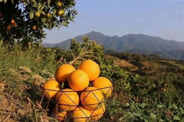 脐橙保花保果的特效药