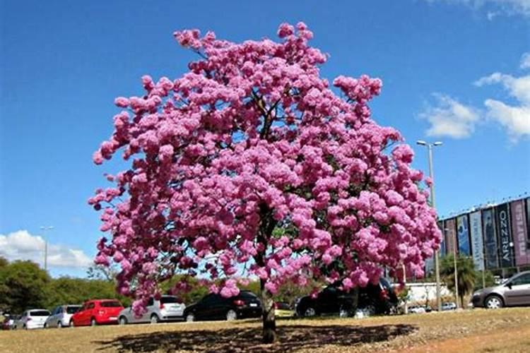 酸性土壤适合用什么肥