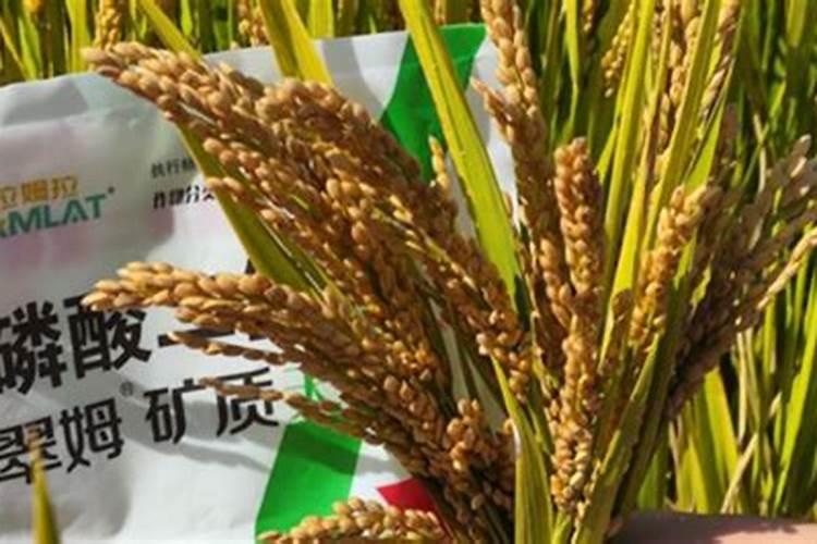 葡萄什么时候施肥最好 葡萄的施肥时间