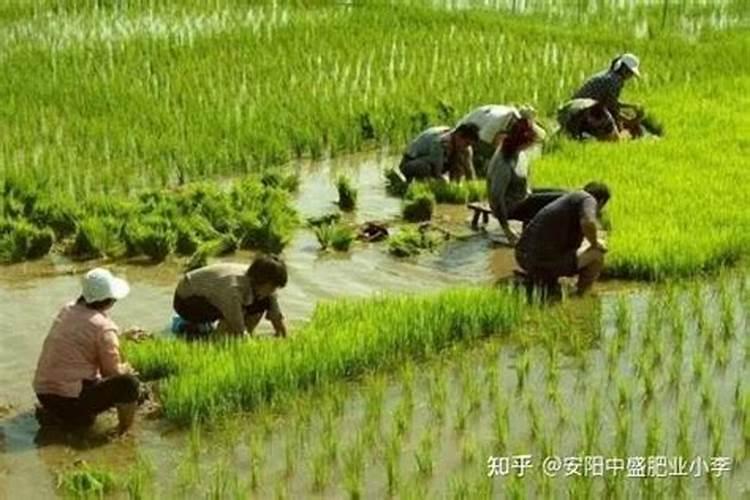 土壤病菌严重的地块上什么复合肥比较好