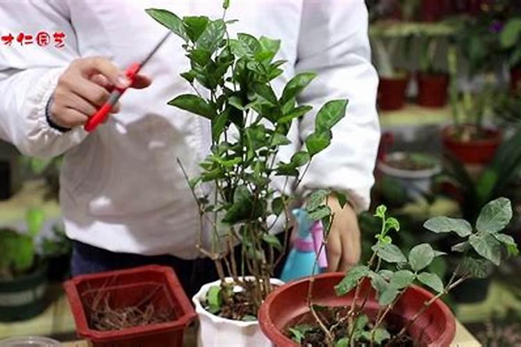 蔷薇花施什么肥最好