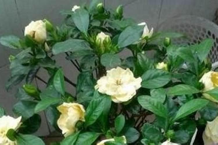 听说栀子花有花苞时不能施磷肥,说是晚了？我施了该怎么办？如题