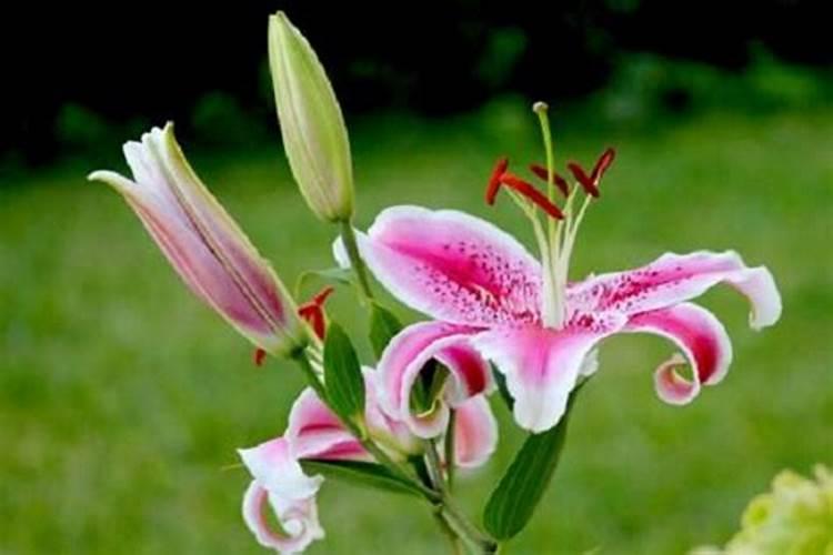 丹东草莓是大棚的么 种植管理技术好