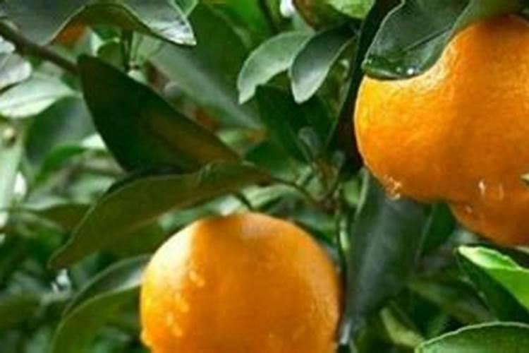 油菜该怎么施磷肥呢？油菜磷肥使用注意事项有哪些？